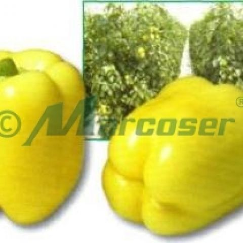 Tehnologie de fertilizare a ardeilor in toate fazele de crestere