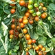 Tomate
