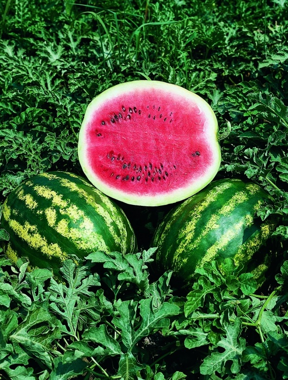 CRIMSON SWEET CLAUSE