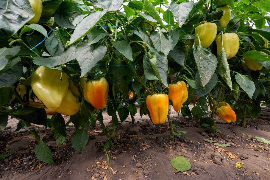 BARLEM F1 (BI185520)